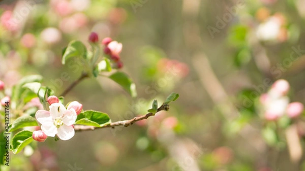 Obraz pink cherry blossom