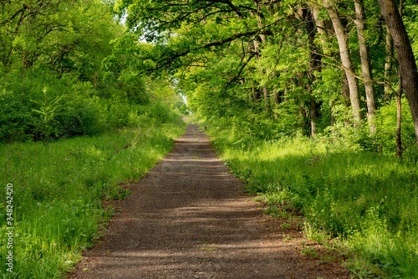 Obraz Winding gravel road through sunny green Forest illuminated by sunbeams through mist