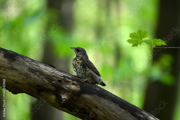 Fototapeta thrush chick is waiting for its parents to learn about the world and share life experiences