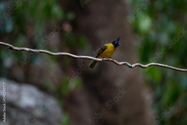 Fototapeta Black - crested Bulbul