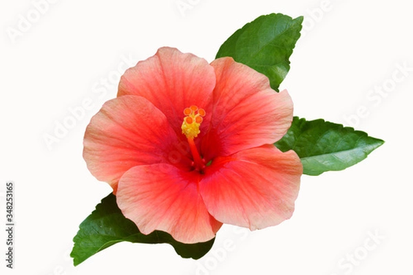 Obraz Pink Hibiscus on white background with path