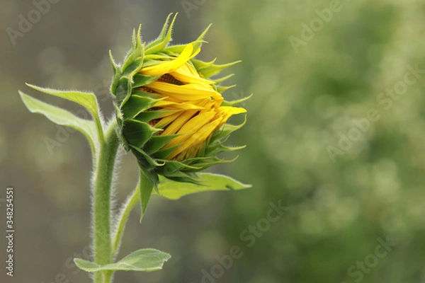 Fototapeta The sunflower is native to North America and was used by the Indians for food and oil. Some farmers use it to feed their livestock. Sunflower seeds are typically used to make oil, bird seed and for sn
