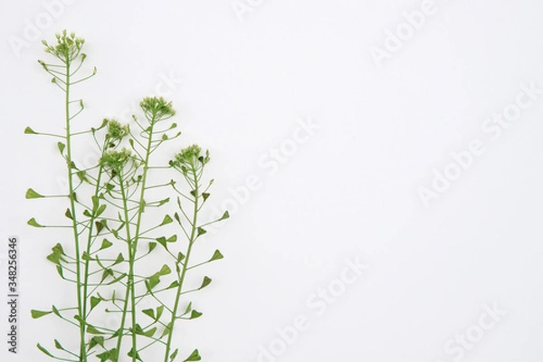 Fototapeta composition of grass on a white background. Floral spring background. Flat lay, space for text. Valentine's day, mother's day, womens day concept.