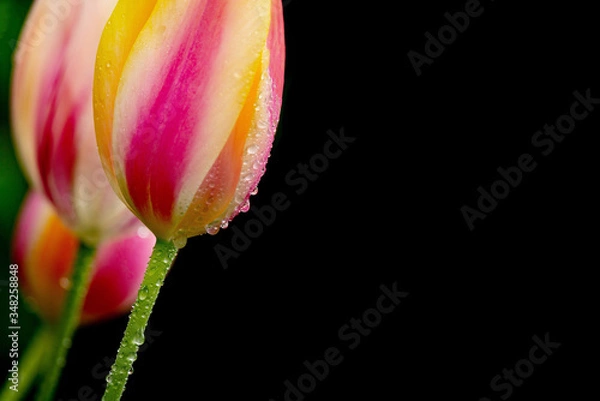 Obraz Tulip ona black background.