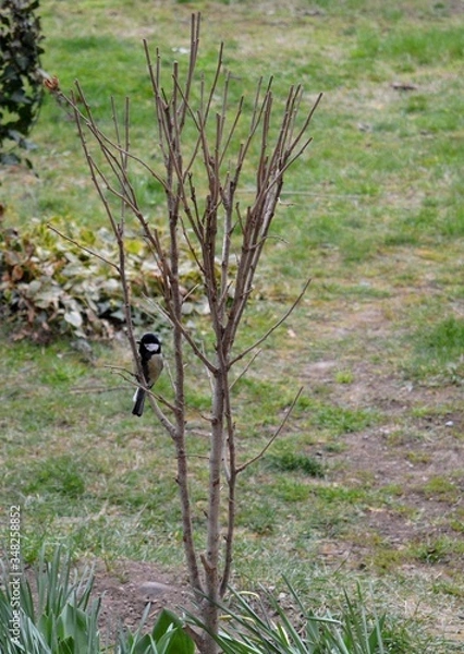 Obraz a small yellow bird on a plant