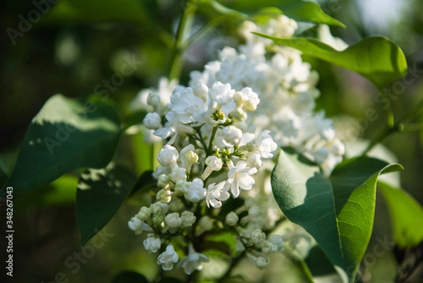 Fototapeta Spring branch of lilac flowers trees. Sunny day in garden outdoors. 