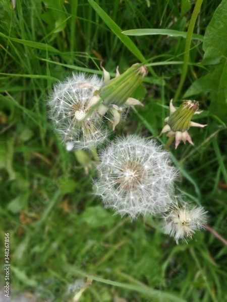Fototapeta white flowers