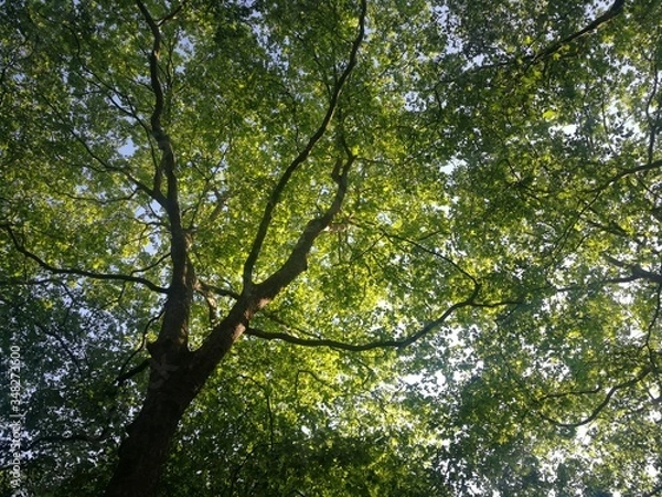 Obraz Under the tree