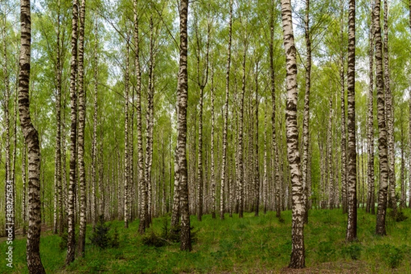 Fototapeta Wiosna w brzozowym zagajniku. Wiosenna zieleń, Podlasie, Polska