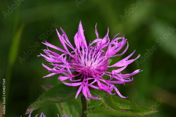 Obraz Bergflockenblume