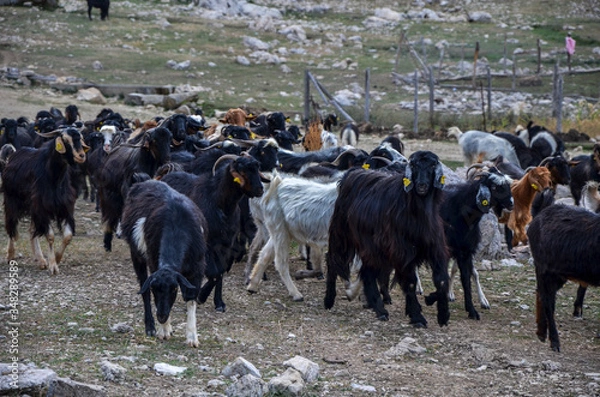 Fototapeta A herd of goats grazing on the field. Animals spent with pastures, in the Turkish valley