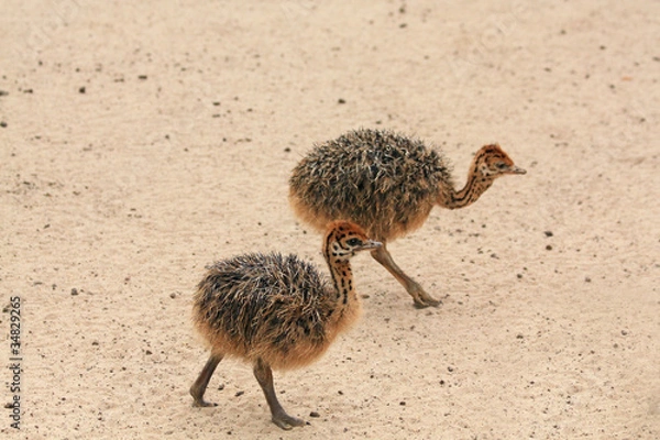 Obraz Little ostriches