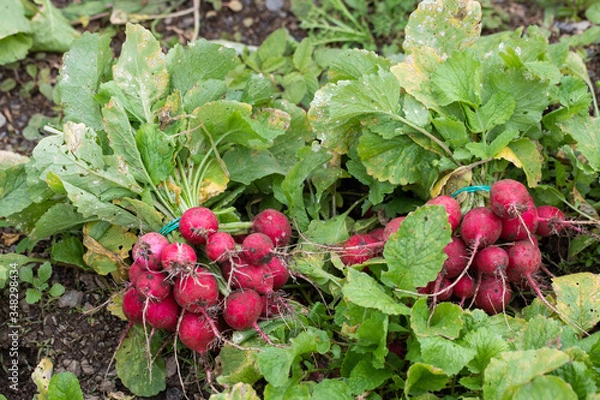 Obraz vegetables radish