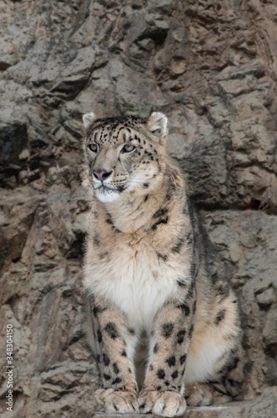Fototapeta Closeup of a male snow leopard between rocks