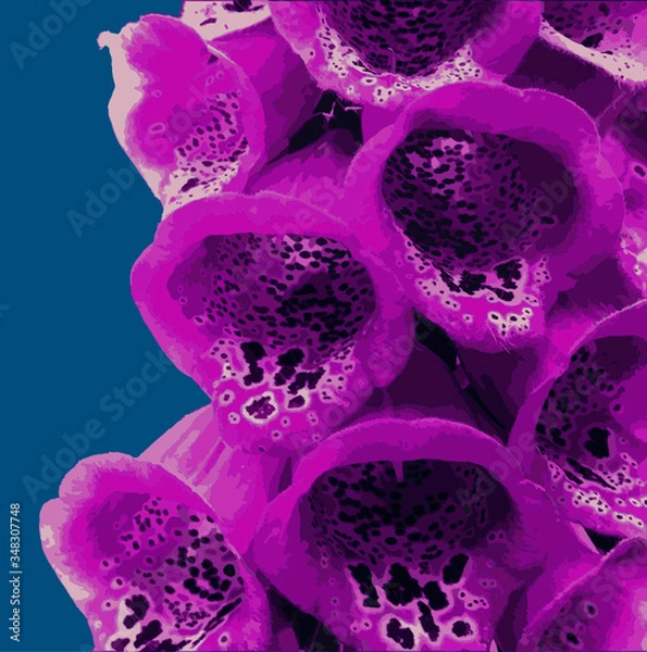 Obraz Fingerhut, Blüte