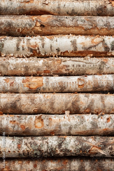 Fototapeta .Logs birch