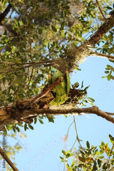 Obraz Parrot in the Amazon and Pantanal in the Amazon and tropical forest of Brazil, macaw on the tree