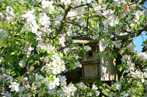 Fototapeta Nest box in apple tree