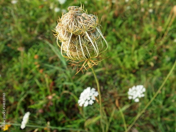 Fototapeta OLYMPUS DIGITAL CAMERA