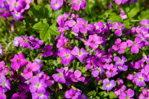 Fototapeta Blossom of aubrieta in spring time. Aubrieta (often misspelled as Aubretia) is a genus of about 20 species of flowering plants in the cabbage family Brassicaceae. 