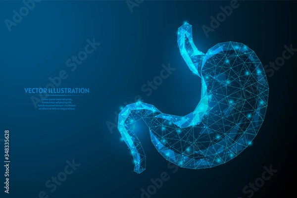 Fototapeta Human stomach close up. Organ anatomy. Digestive system. Ulcer, cancer, gastritis, dysbiosis. Innovative medicine and technology. 3d low poly wireframe vector illustration.