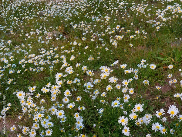Fototapeta The Rocky Mountains of Colorado through which the Durango to Silverton Railway crosses by the  side of the River Animus