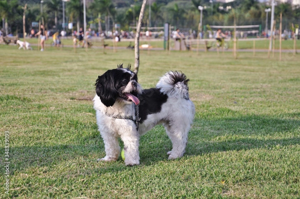 Obraz Shihtzu Dog at the Park 