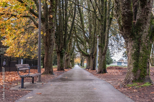 Obraz Walkway at the park between trees