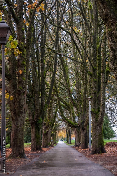 Obraz Walkway at the park between trees