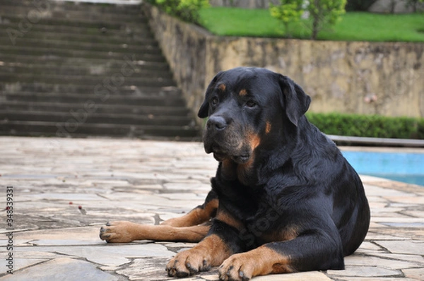 Fototapeta black rottweiler dog