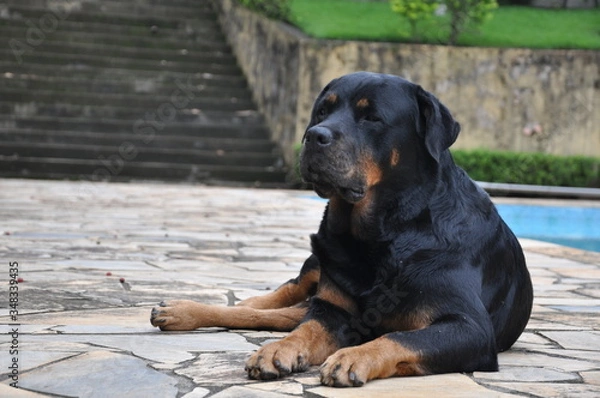Obraz Rottweiler resting 