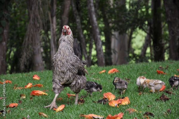 Obraz free range chickens and chicks