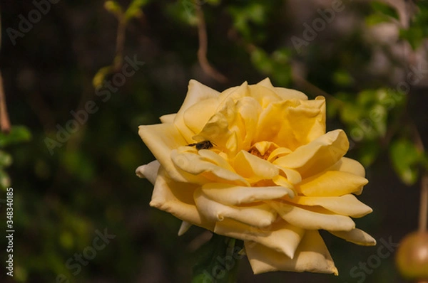 Obraz yellow rose in the garden with a bee