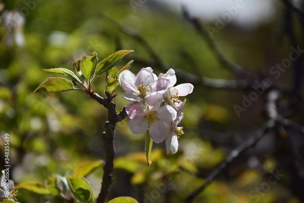 Obraz cherry blossom in spring
