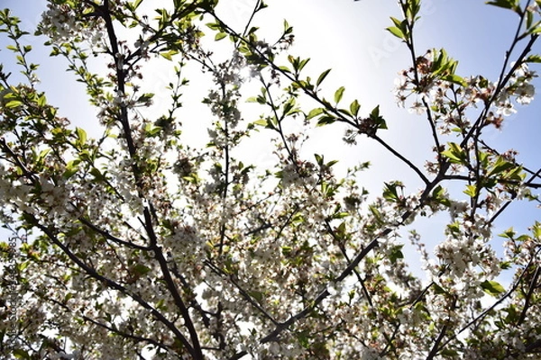 Obraz tree branches against blue sky