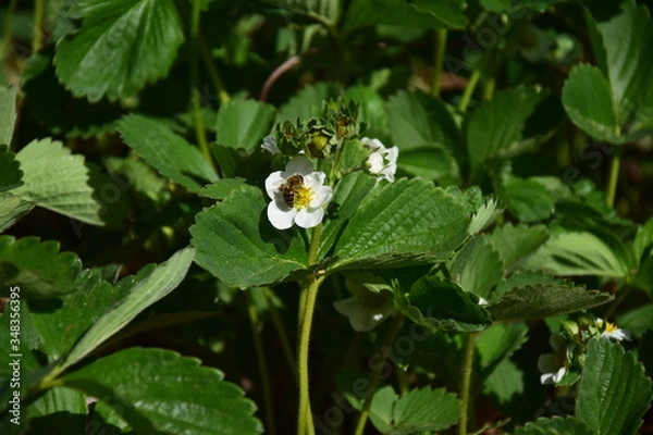 Obraz white flower in the forest