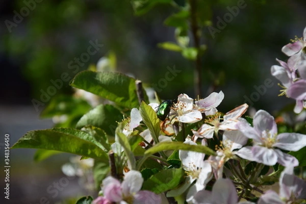 Fototapeta apple tree blossom