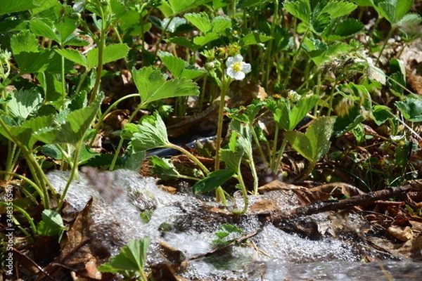 Obraz watering the flowers
