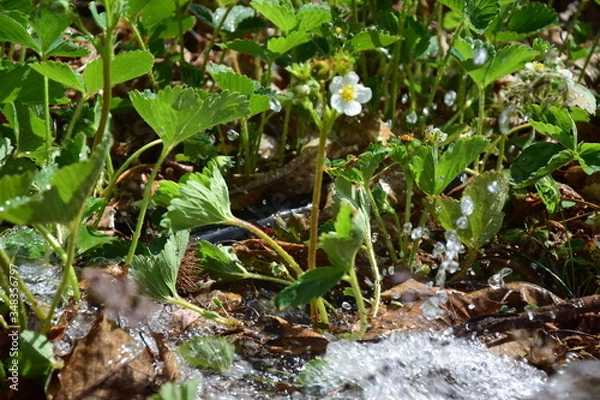 Obraz water and blossoms