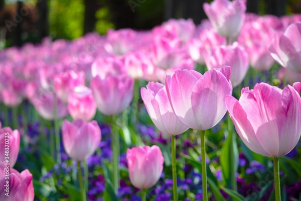 Fototapeta ピンクのチューリップ畑