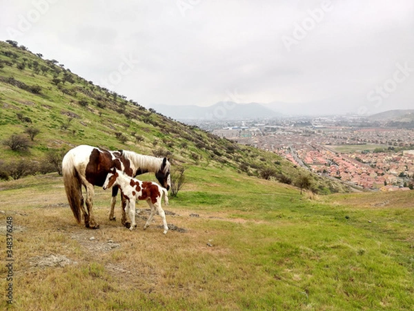 Obraz horses on andes mountain