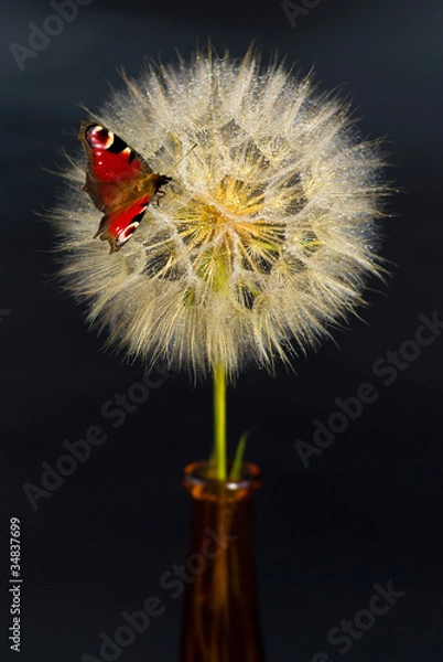 Obraz Beautiful dandelion with red butterfly on the black background