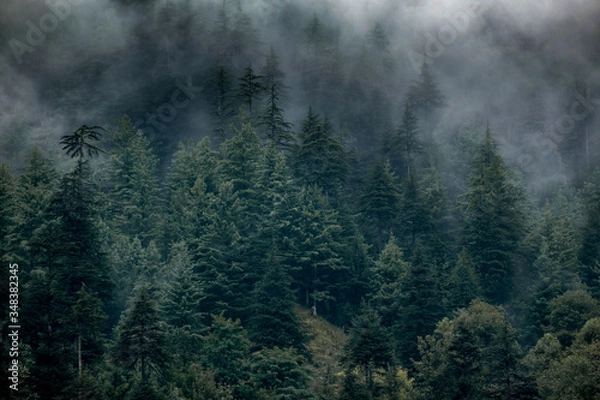 Obraz Forest above Old Manali 