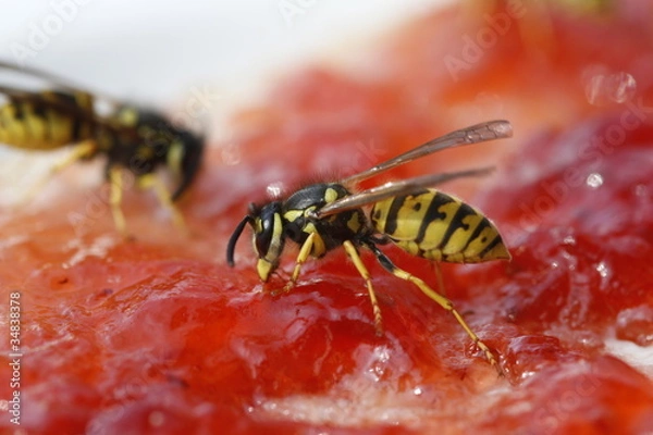 Obraz Wespe auf Toast