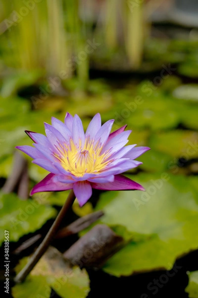 Fototapeta Lilac water lily with yellow pollen on surface of the pond. Close up of beautiful lotus flower. Flower background. Spa concept.