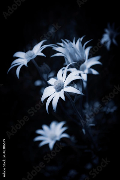 Obraz Flannel Flowers 