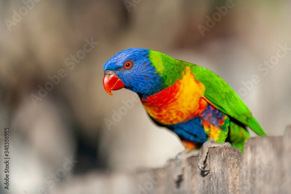 Obraz Rainbow Lorikeet