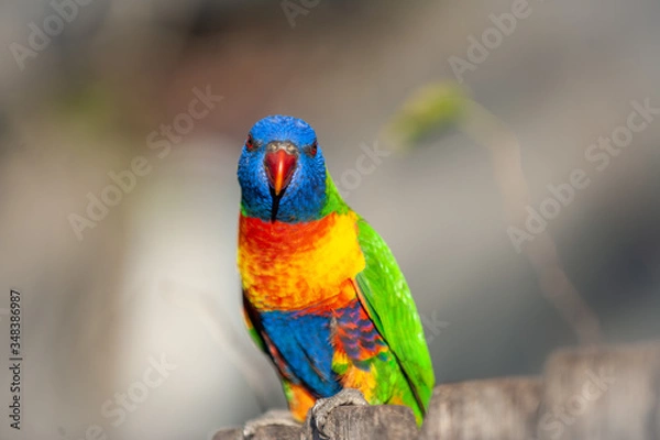 Obraz Rainbow Lorikeet