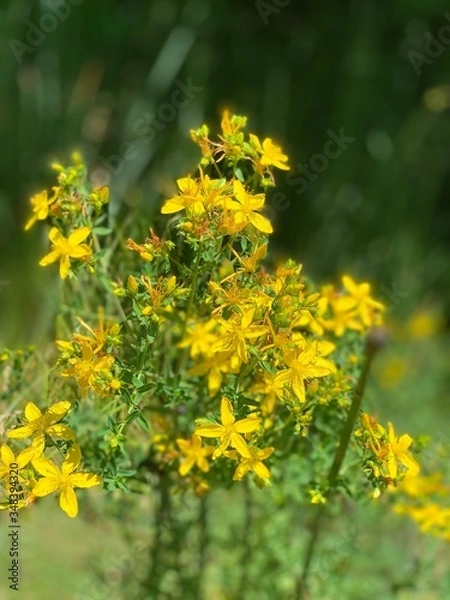 Fototapeta wild flower