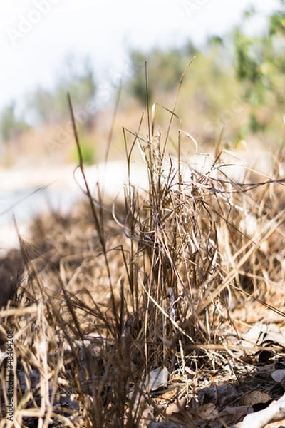 Obraz dried grass on the beach